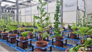 AI 접목한 방사선 육종… 기후위기에 강한 상추 정확히 선별