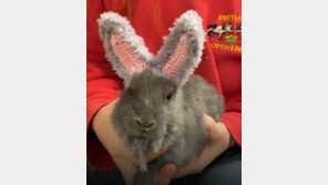 귀 없는 토끼에게 찾아온 행복…한 농부의 따뜻한 손길