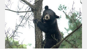 일본서 곰 습격 빈번…지리산 반달가슴곰 57마리도 위치 추적 불가