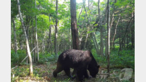 日 곰 습격 사망자 9명 ‘역대 최다’…도심·관광지까지 비상
