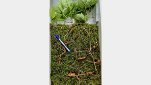 “심봤다” 남원 지리산서 천종산삼 24뿌리 발견…1억2800만 원 책정