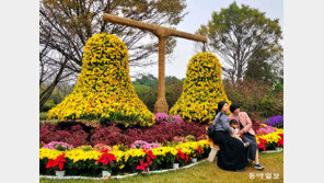 종소리처럼 퍼지는 가을 국화의 향기