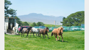 제주마-흑우, ‘겨울나기’ 하러 대이동