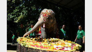 72세 ‘할머니 코끼리’ 위해 과일로 채운 생일상