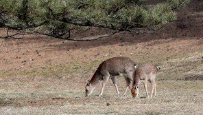 제주 꽃사슴 ‘유해동물’ 지정…포획·사살 가능해진다