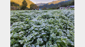 반짝추위에 서울 ‘10월 서리’ 관측…내일 낮부터 풀린다