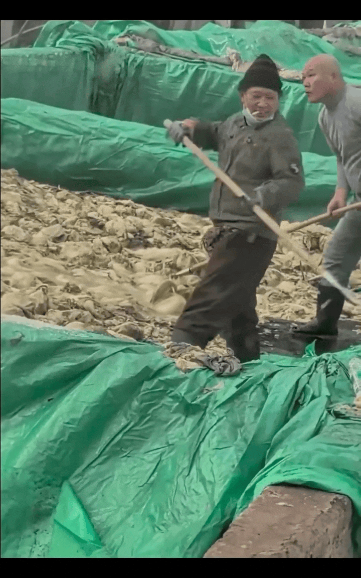 배추 수 천 포기 절이다 침 뱉곤 발로 쓱쓱… 중국 공장영상 일파만파