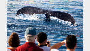 밴쿠버 해상, 갑자기 솟구친 혹등고래…관광선 승객 4명 부상