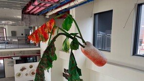 도암갤러리 황인선 개인전 ‘김치팝 Kimchipopped!’ 개최