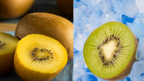 비타민C 부족하다면 ‘이 색깔’ 키위 골라먹어야… “영양 달라”[알쓸톡]