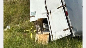 “바이러스 위험” 美실험실 원숭이 이송 중 ‘무더기 탈출’