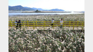 가을 정취 물씬… 갈대 바람 부는 강진만