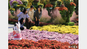 가을 국화 향기 속으로