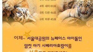 서울대공원 새끼 시베리아 호랑이 이름 ‘설호’…11월 시민 공개