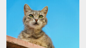 “전세사기 당해 차에서 1년 살았다”…청년임대 당첨자 사연 화제