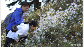 구절초 향기, 더 가까이서 맡고 싶어라
