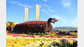 국화향기에 취하고 싶으면 창원으로