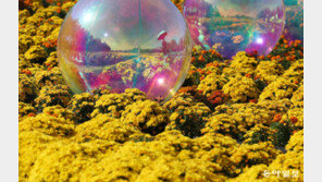 무르익는 가을… 황금빛 물결 국화축제 가볼까