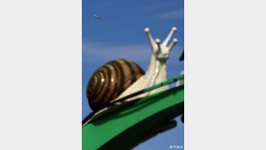 [고양이 눈]각자의 속도