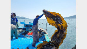 [DBR]‘너구리’ 다시마 한 조각 속 진심… 상생으로 지역을 잇다