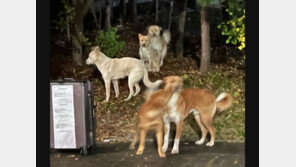 서울대에 들개 자꾸 출몰…“버려진 반려견이 새끼 낳아 들개로”