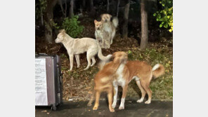 서울대 기숙사 인근 들개 잇단 출몰에 학생 불안