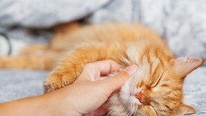 “고양이도 아이처럼 책임진다”…첫 ‘냥육비’ 합의, 튀르키예 화제