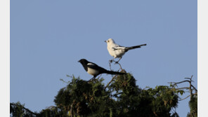 길조 중에 길조 ‘흰 까치’ 제주서 발견