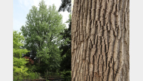 서울 홍릉숲 ‘노블포플러’, 국내 가장 큰 나무 등극…38.97m 신기록