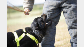 “목줄 없이 맹견 방치”…4차례 인명사고 낸 견주, 금고 4년형