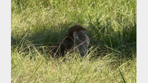 “모든 엄마가 그랬을 것”…‘바이러스 위험’ 원숭이 사살한 美여성