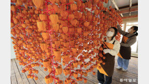 곶감이 주렁주렁