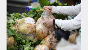 ‘김장 배추’ 정부 가용물량 8500톤 방출…김장재료 할인에 300억 지원