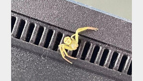 “사람 얼굴이 보인다”…태국서 찍힌 노란 거미 사진 화제