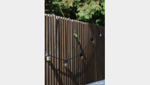 [고양이 눈]틈의 생명