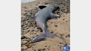 스코틀랜드 해안서 상어 잇단 폐사…“플라스틱 오염 가능성”