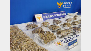 “샴푸병 속 대마 200ml” 해군 상병 구속…군 내부 관리 부실 논란