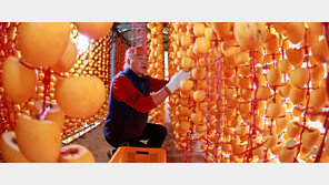 주렁주렁 ‘연풍 곶감’ 만들기