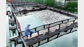 “AI 수산양식 플랫폼 사용, 고수온 전복 폐사 절반 감소”