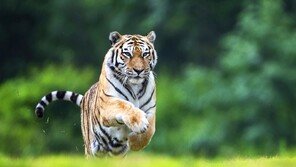 백두산호랑이 한청, 하늘로…국내 최장수 20년 기록