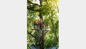 라오스 유원지에 말벌떼 습격…집라인 타던 美부자 숨져