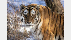 백두산호랑이 대표 홍보모델 한청, 20세로 눈감아