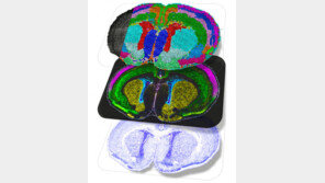 뇌세포는 출생 후에도 계속 발달… 포유류 ‘뇌 발달 지도’ 첫 구축