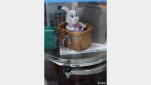 [고양이 눈]일상 속 리듬