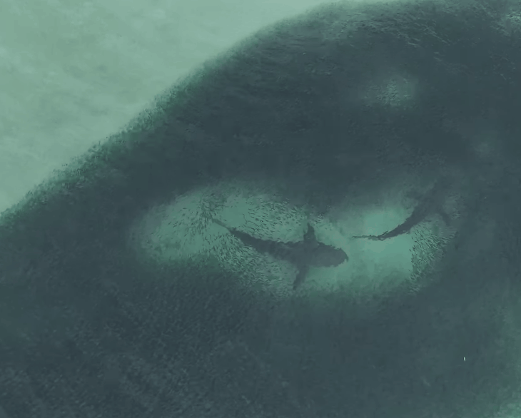 “검은 바다, 알고 보니 상어 떼”…호주 해안서 ‘먹이 사냥 장관’