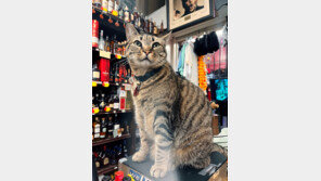 샌프란시스코, 자율주행 택시에 숨진 고양이 추모 물결