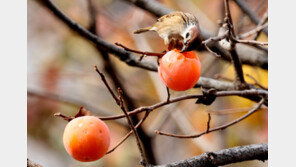 ‘적반하장’ 감 도둑…따다 들키자 부지깽이로 주인 ‘퍽퍽’