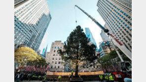 뉴욕 록펠러센터앞 높이 23m 트리 준비