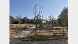 예산군, 삽교초등학교에 ‘학교숲’ 조성 완료