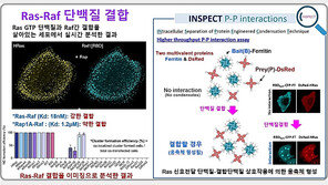 카이스트, ‘세포이동 비밀’ 풀었다…‘암 전이’ 규명도 가능